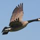 Via Flyways.us